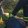 Escursionista disperso ad Aquara: salvato dai Vigili del Fuoco /foto