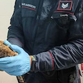 Falco ferito salvato dai Carabinieri Forestali ad Eboli