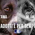 “M’ama, mi amava”, al via la campagna antiabbandono 2021 dell’Oipa