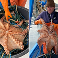 Nelle acque del Cilento pescato polpo gigante, il pescatore: «Mai visto nulla di simile» 