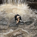 Nocera Inferiore, carcassa di vitello nel torrente Solofrana