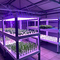 Profagri Salerno, con la Vertical Farm studenti a lezione di agricoltura 4.0 