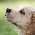 Spezzano zampe a cucciolo di cane, orrore ad Eboli 