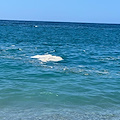 Turismo balneare, Tommasetti: «Il mare di Salerno invaso da schiuma e liquami»