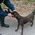 Utilizzavano radiocollare elettrico sul loro cane: due persone denunciate nel Salernitano 