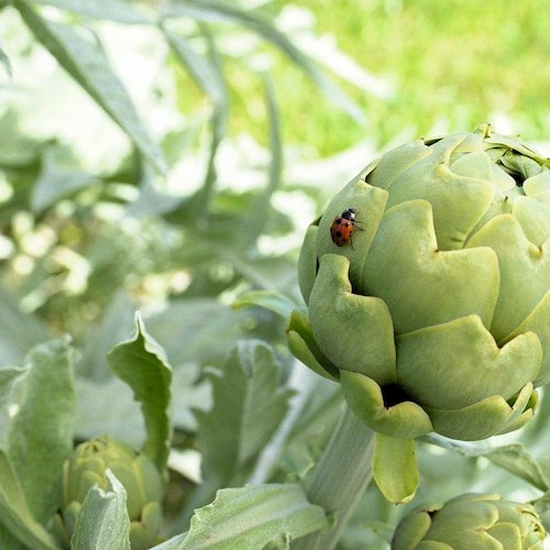 Bianco Tanagro